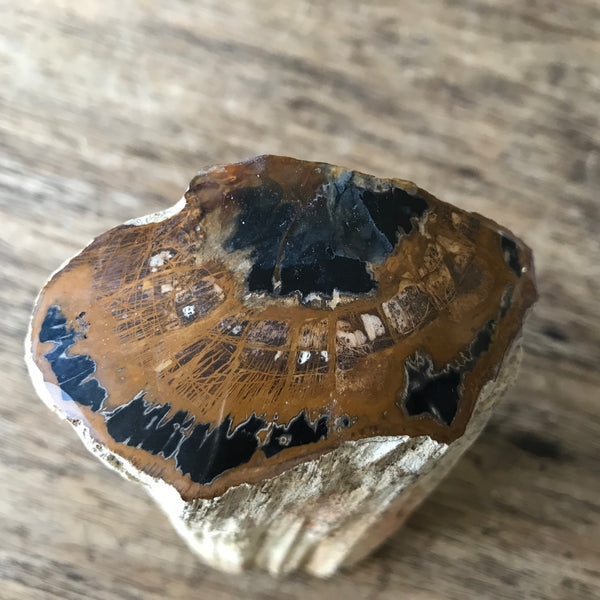 Tasmanian Fossil Wood-Tasmanian Jewellery and gemstones-Rare and Beautiful