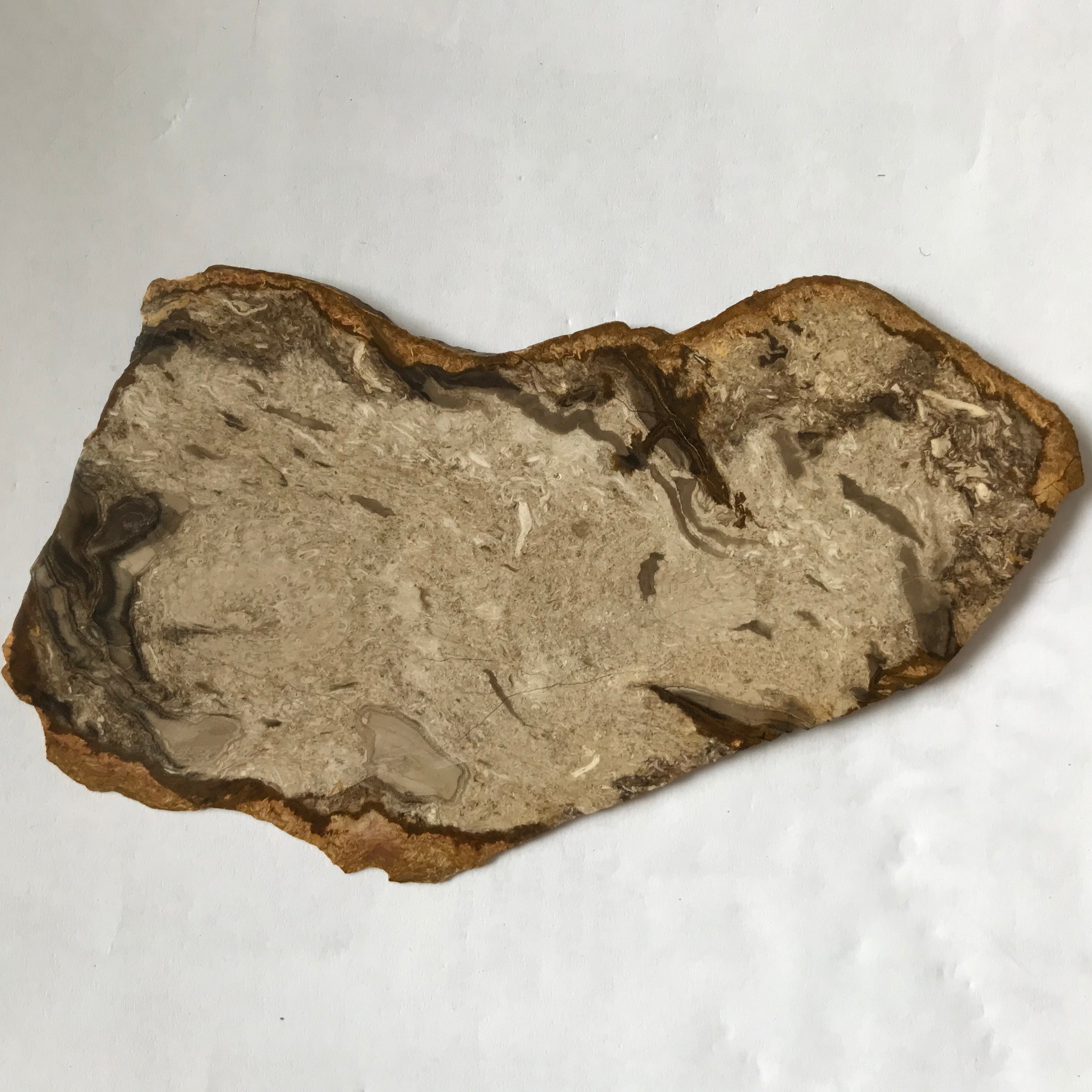 Fossil fern – Rare and Beautiful