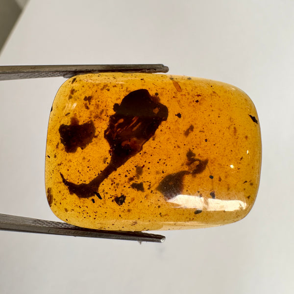 Burmese Amber with vegetation inclusions-Tasmanian Jewellery and gemstones-Rare and Beautiful