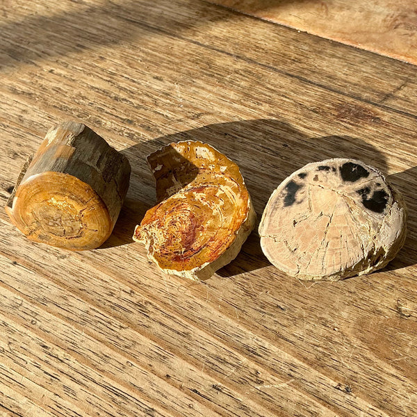 3x Fossil plant stems-Tasmanian Jewellery and gemstones-Rare and Beautiful