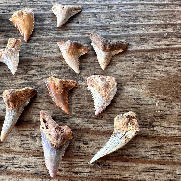 Fossil Shark Teeth x15-Tasmanian Jewellery and gemstones-Rare and Beautiful