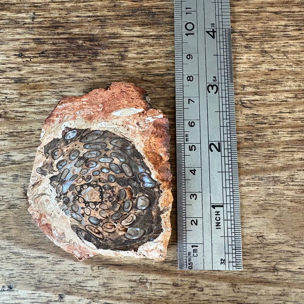Fossil Fern-Tasmanian Jewellery and gemstones-Rare and Beautiful