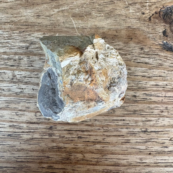Fossil wood Coles Bay-Tasmanian Jewellery and gemstones-Rare and Beautiful