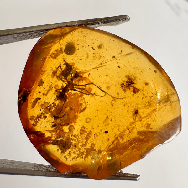 Burmese Amber with large ant + small insects-Tasmanian Jewellery and gemstones-Rare and Beautiful