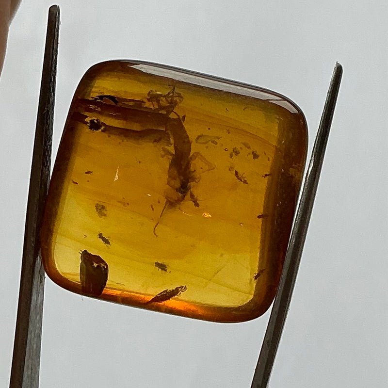 Burmese Amber-Tasmanian Jewellery and gemstones-Rare and Beautiful