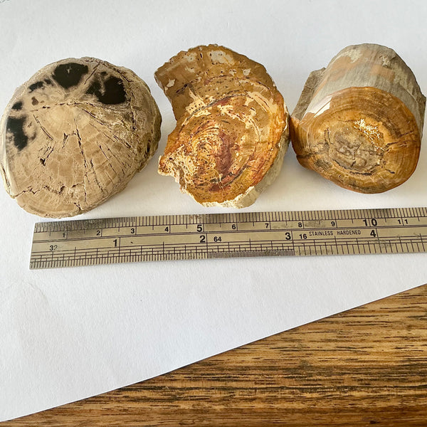 3x Fossil plant stems-Tasmanian Jewellery and gemstones-Rare and Beautiful