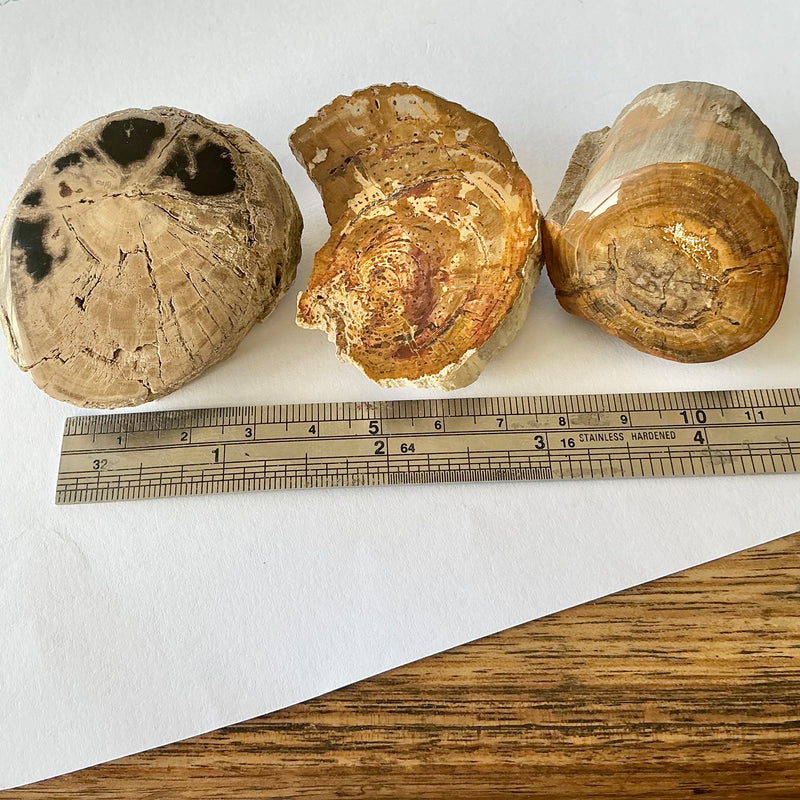 3x Fossil plant stems-Tasmanian Jewellery and gemstones-Rare and Beautiful