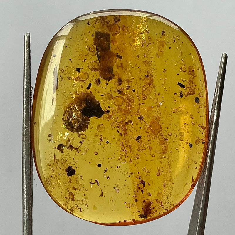 Millipede Amber-Tasmanian Jewellery and gemstones-Rare and Beautiful