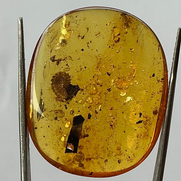 Millipede Amber-Tasmanian Jewellery and gemstones-Rare and Beautiful
