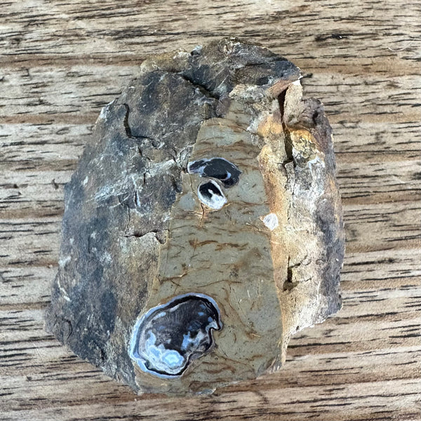 Fossil wood Coles Bay-Tasmanian Jewellery and gemstones-Rare and Beautiful