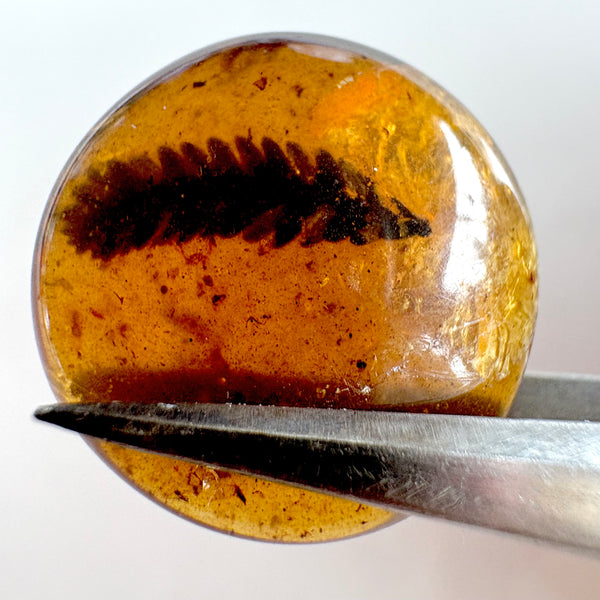 Amber with earwig included-Tasmanian Jewellery and gemstones-Rare and Beautiful