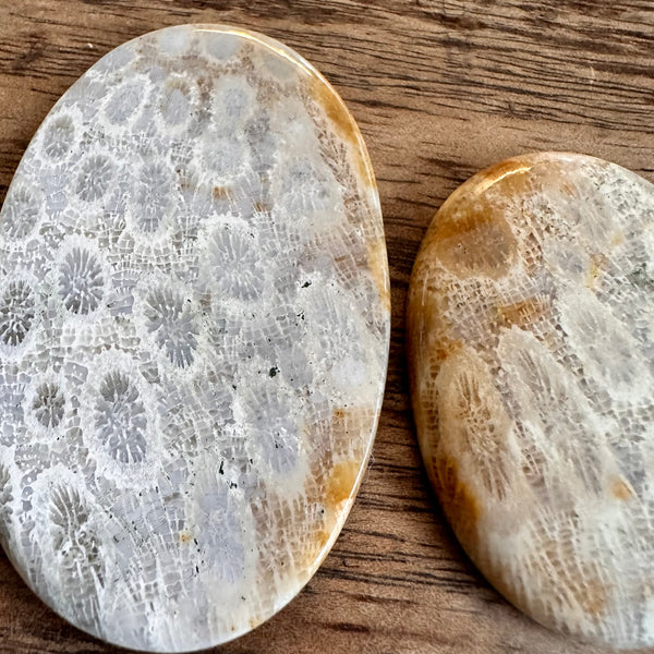 Fossil Coral x3-Tasmanian Jewellery and gemstones-Rare and Beautiful