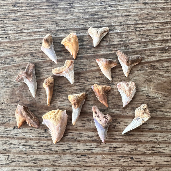 Fossil Shark Teeth x15-Tasmanian Jewellery and gemstones-Rare and Beautiful