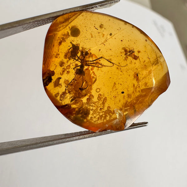 Burmese Amber with large ant + small insects-Tasmanian Jewellery and gemstones-Rare and Beautiful