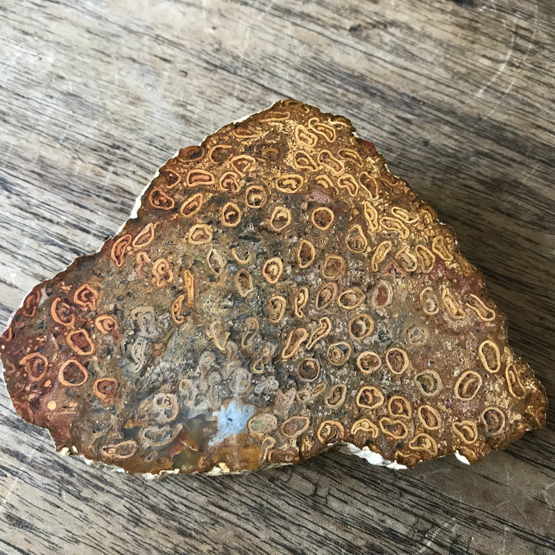 Fossil Fern-Tasmanian Jewellery and gemstones-Rare and Beautiful