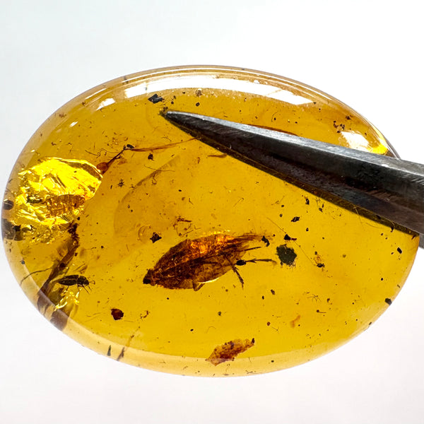 Amber with earwig included-Tasmanian Jewellery and gemstones-Rare and Beautiful