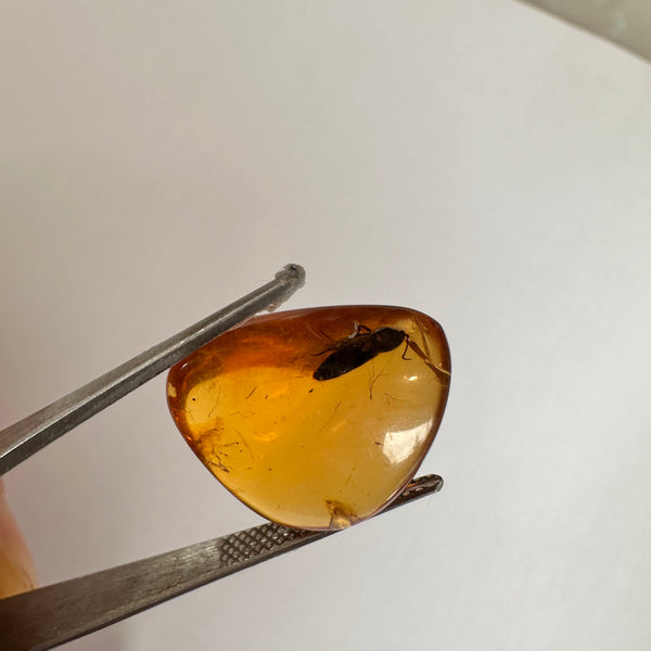 Burmese Amber with a beetle-Tasmanian Jewellery and gemstones-Rare and Beautiful