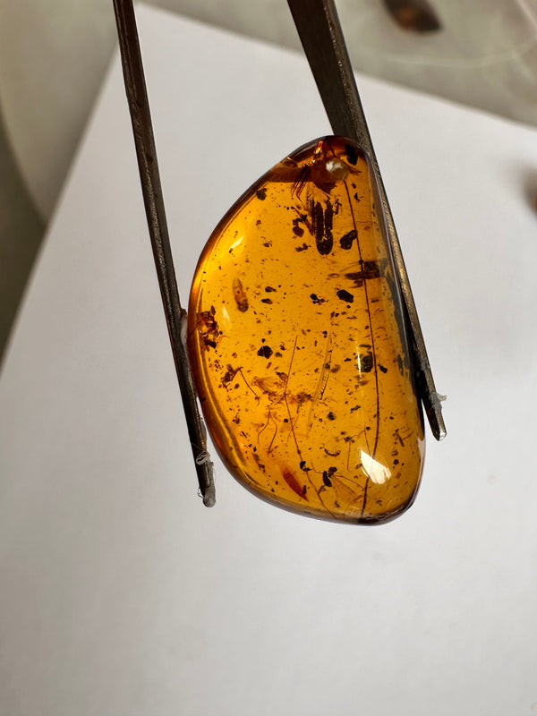 Burmese Amber with small insects and vegetation-Tasmanian Jewellery and gemstones-Rare and Beautiful