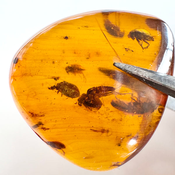 Amber with earwig included-Tasmanian Jewellery and gemstones-Rare and Beautiful