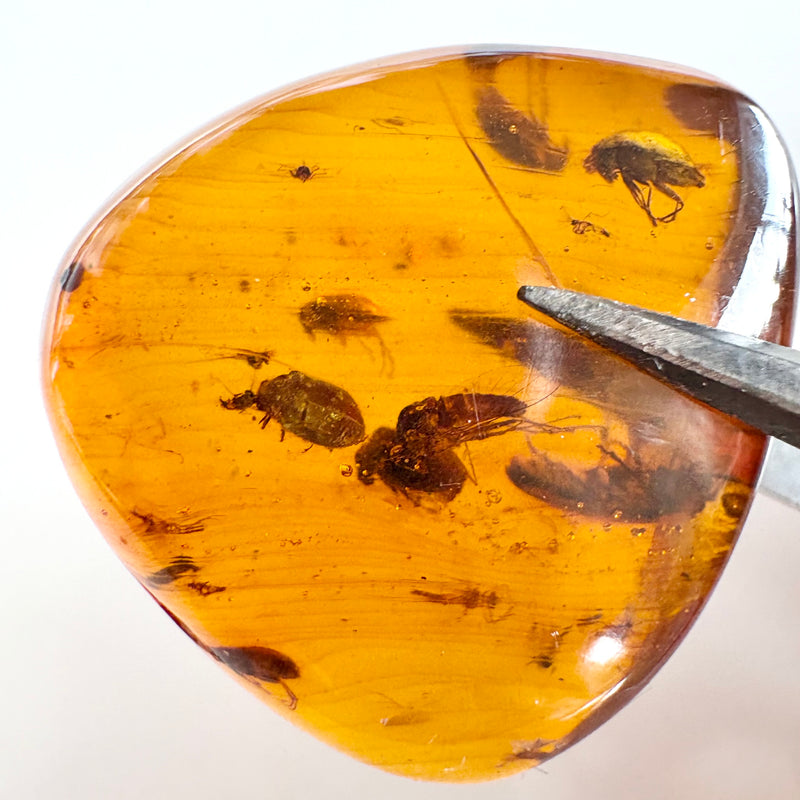 Amber with earwig included-Tasmanian Jewellery and gemstones-Rare and Beautiful