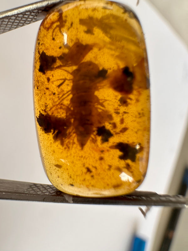 Burmese Amber with large Insect/Leaf-Tasmanian Jewellery and gemstones-Rare and Beautiful