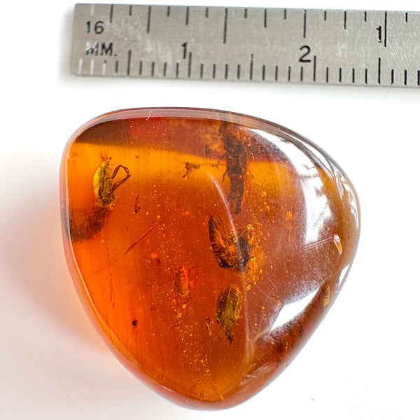Amber with earwig included-Tasmanian Jewellery and gemstones-Rare and Beautiful
