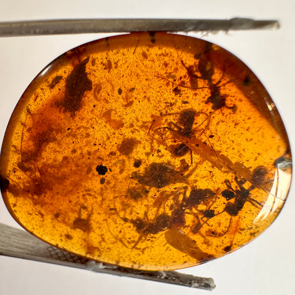 Burmese Amber with many large fly inclusions