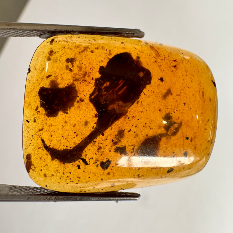 Burmese Amber with vegetation inclusions-Tasmanian Jewellery and gemstones-Rare and Beautiful