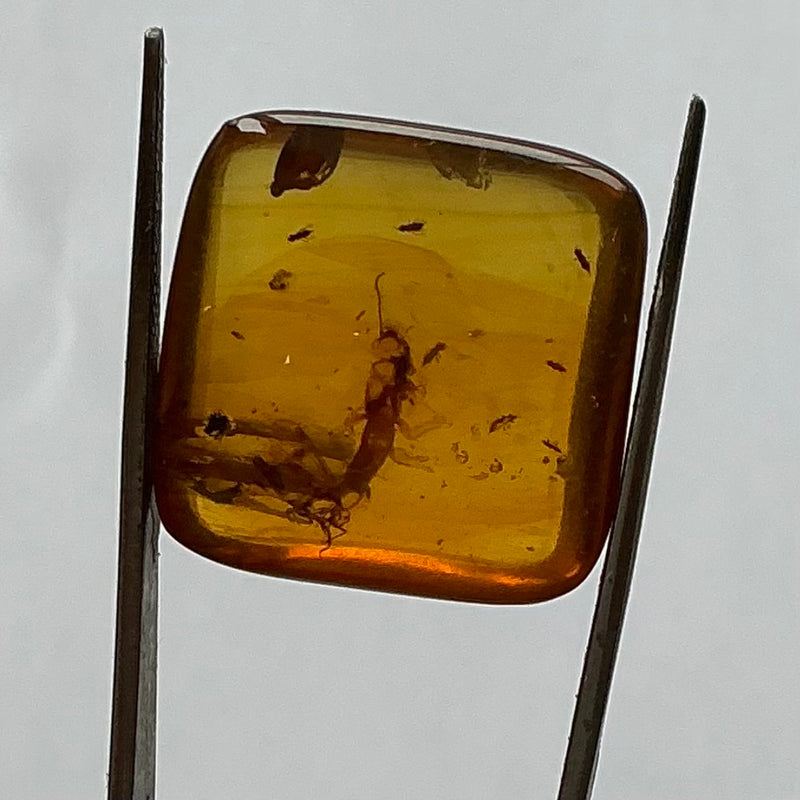 Burmese Amber-Tasmanian Jewellery and gemstones-Rare and Beautiful