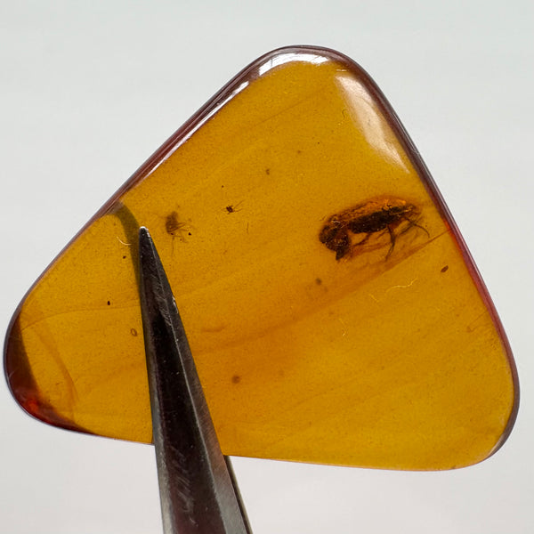 Amber with earwig included-Tasmanian Jewellery and gemstones-Rare and Beautiful