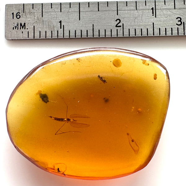 Amber with earwig included-Tasmanian Jewellery and gemstones-Rare and Beautiful