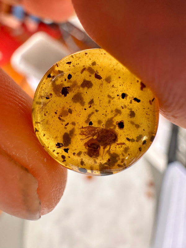 Amber with bee vegetation inclusions-Tasmanian Jewellery and gemstones-Rare and Beautiful