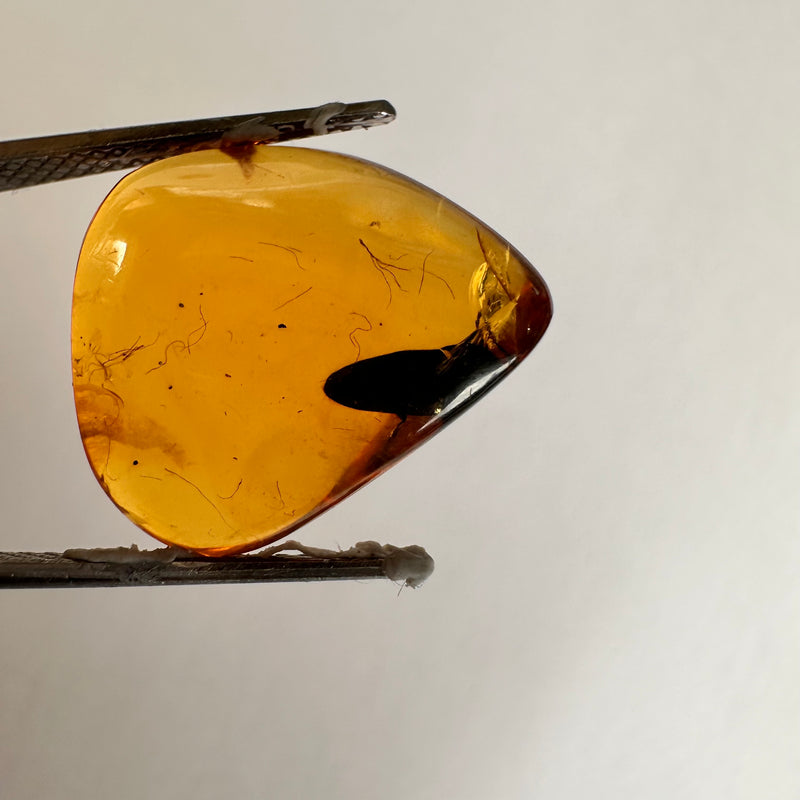 Burmese Amber with a beetle-Tasmanian Jewellery and gemstones-Rare and Beautiful