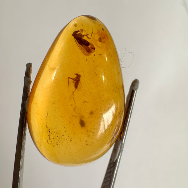 Burmese Amber with 3 flies-Tasmanian Jewellery and gemstones-Rare and Beautiful