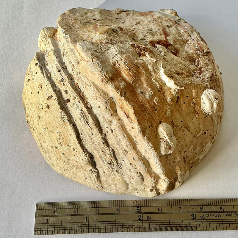 Large Thunderegg-Tasmanian Jewellery and gemstones-Rare and Beautiful