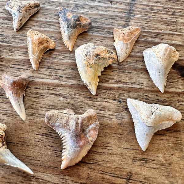 14 Fossil Shark Teeth-Tasmanian Jewellery and gemstones-Rare and Beautiful