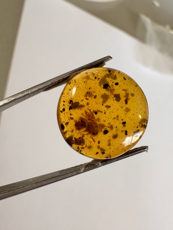 Amber with bee vegetation inclusions-Tasmanian Jewellery and gemstones-Rare and Beautiful