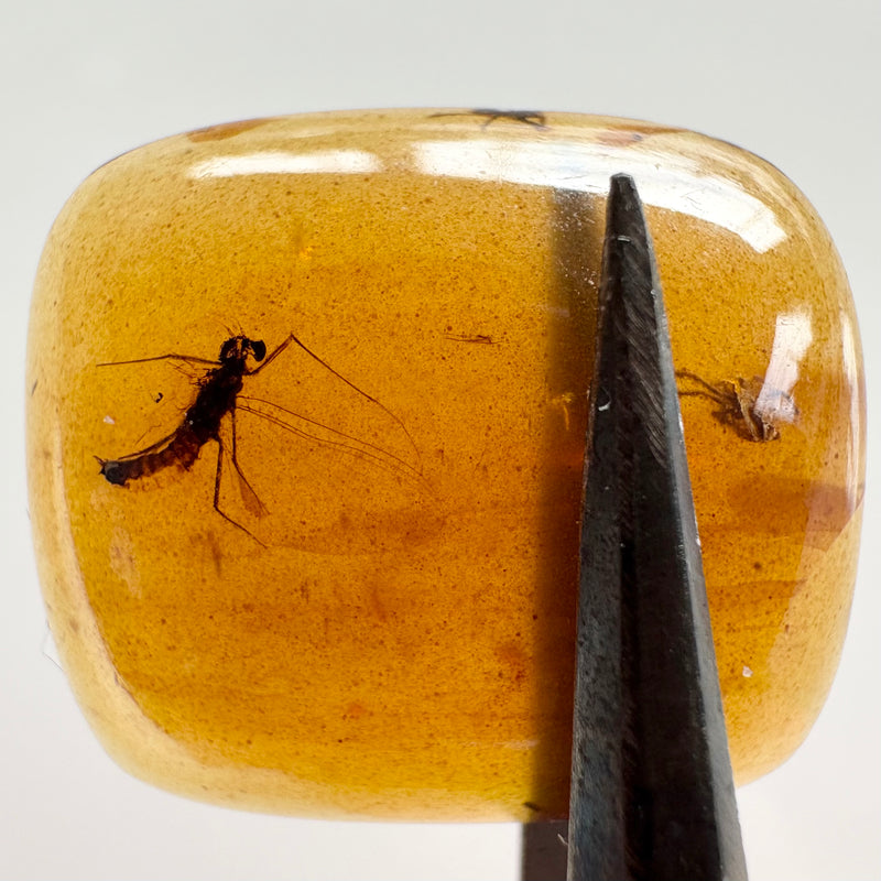 Amber with earwig included-Tasmanian Jewellery and gemstones-Rare and Beautiful