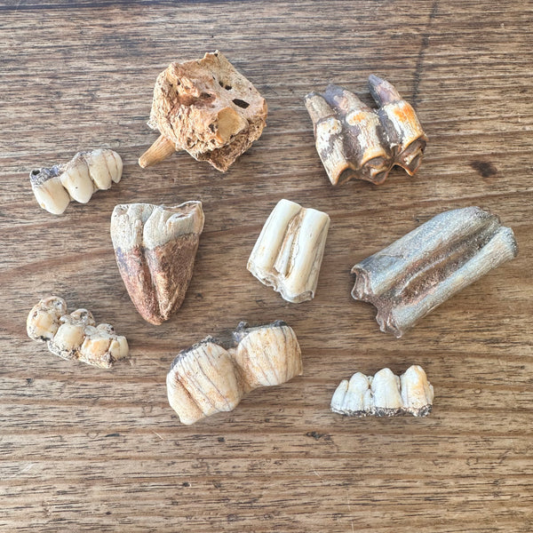 Assorted fossil teeth x9-Tasmanian Jewellery and gemstones-Rare and Beautiful