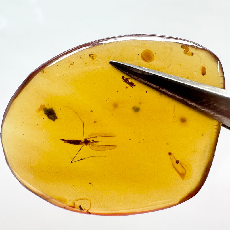 Amber with earwig included-Tasmanian Jewellery and gemstones-Rare and Beautiful