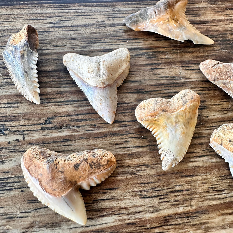 15 Fossil Shark Teeth-Tasmanian Jewellery and gemstones-Rare and Beautiful