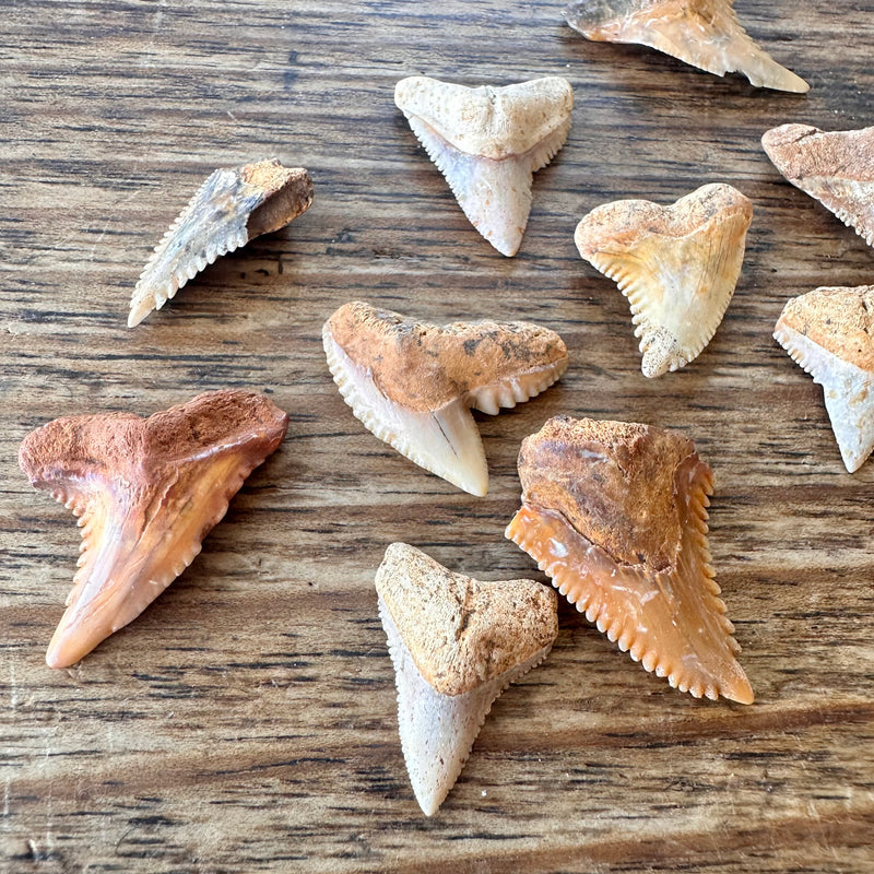 15 Fossil Shark Teeth-Tasmanian Jewellery and gemstones-Rare and Beautiful