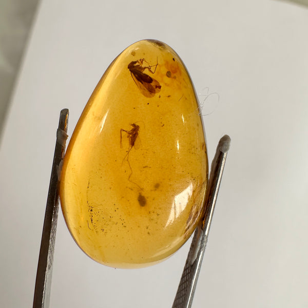 Burmese Amber with 3 flies-Tasmanian Jewellery and gemstones-Rare and Beautiful