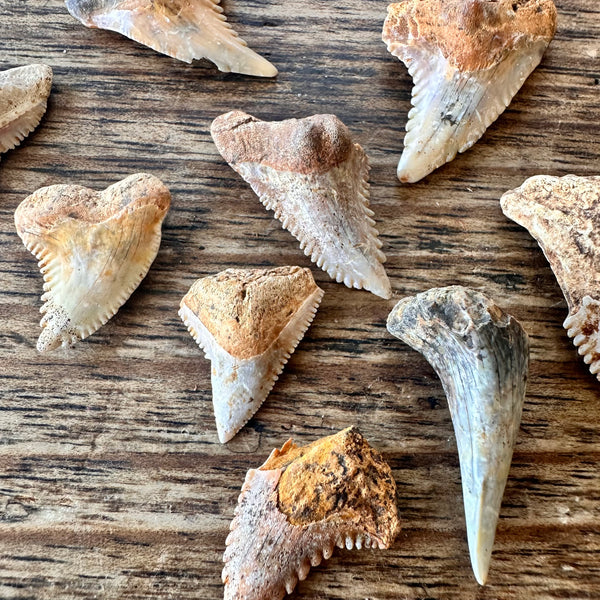 15 Fossil Shark Teeth-Tasmanian Jewellery and gemstones-Rare and Beautiful