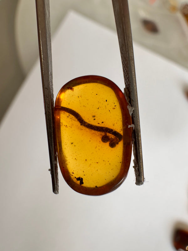 Burmese Amber with millipede inclusion-Tasmanian Jewellery and gemstones-Rare and Beautiful