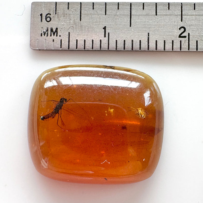 Amber with earwig included-Tasmanian Jewellery and gemstones-Rare and Beautiful