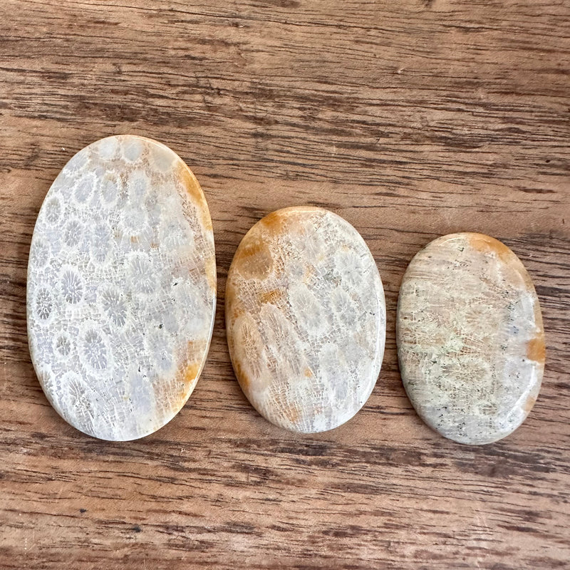 Fossil Coral x3-Tasmanian Jewellery and gemstones-Rare and Beautiful