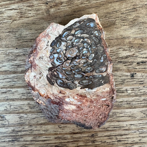 Fossil Fern-Tasmanian Jewellery and gemstones-Rare and Beautiful