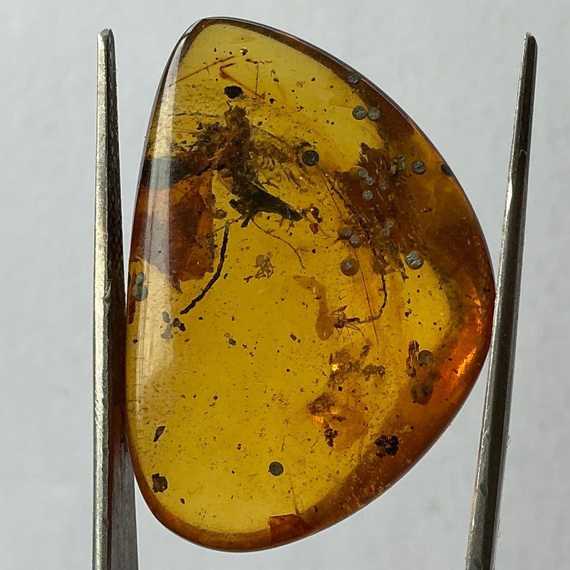 Amber with Bug Inclusions-Tasmanian Jewellery and gemstones-Rare and Beautiful