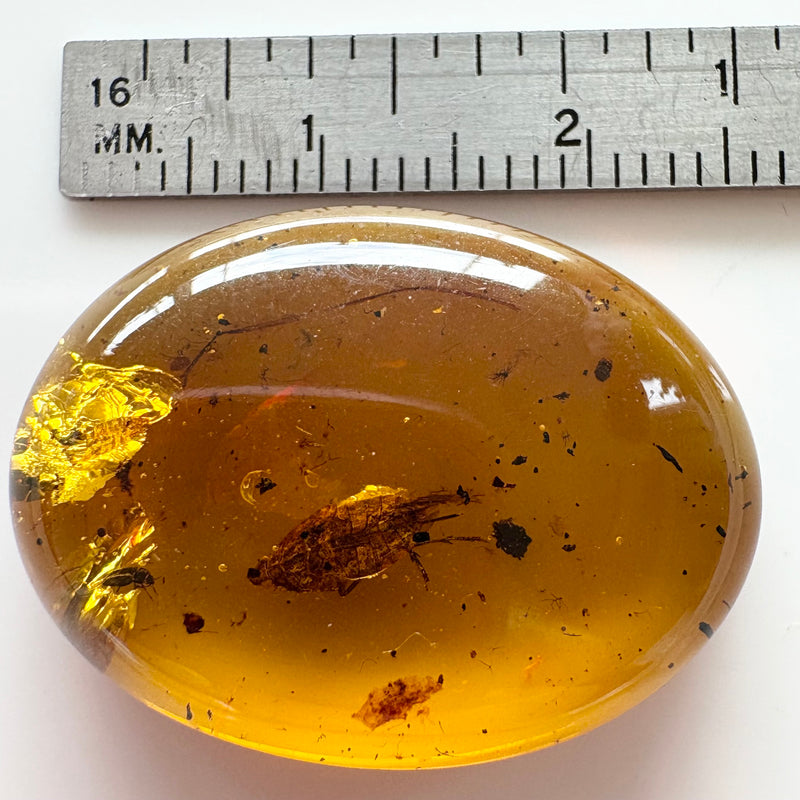 Amber with earwig included-Tasmanian Jewellery and gemstones-Rare and Beautiful